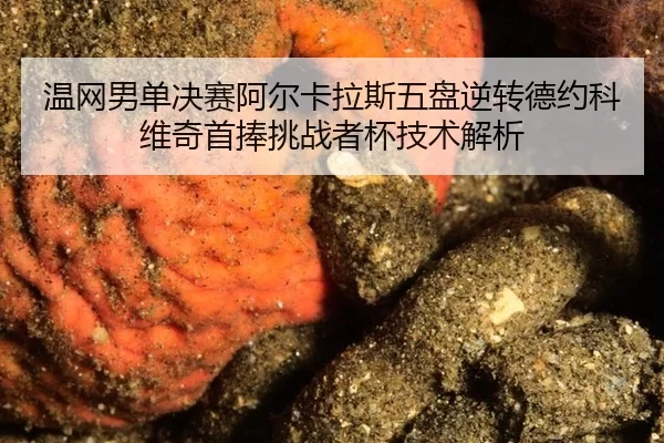 wen-wang-nan-dan-jue-sai-a-er-ka-la-si-wu-pan-ni-zhuan-de-yue-ke-wei-qi-shou-peng-tiao-zhan-zhe-bei-ji-shu-jie-xi-3-991.jpg